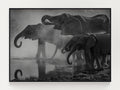 Drinking Elephants Poster
