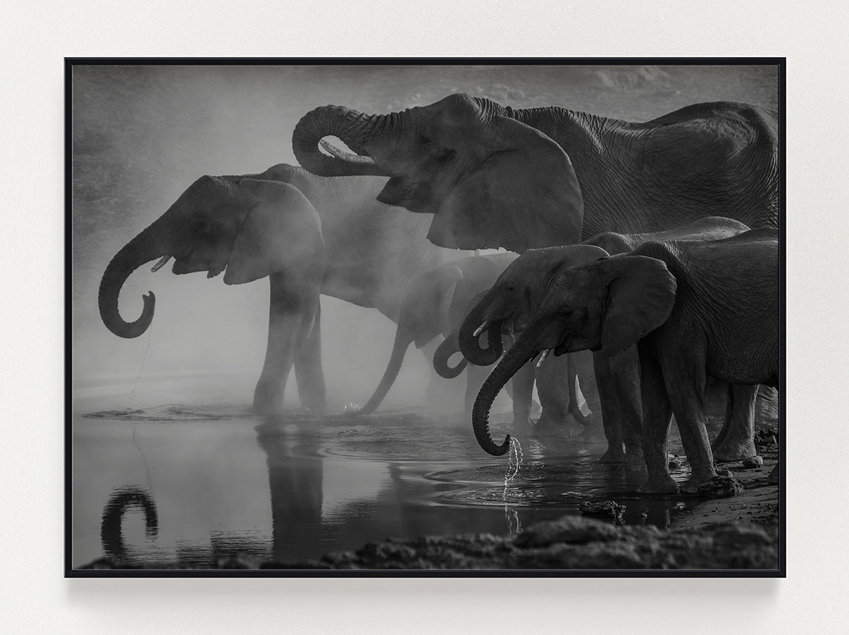 Drinking Elephants Poster